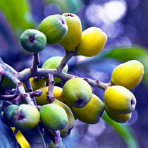 SICILIAN FRUITS  von captainsilva