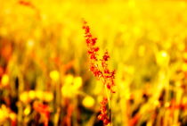 Wiesenblumen von tinadefortunata