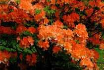 Rhododendren von tinadefortunata