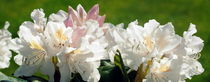 Rhododendron von tinadefortunata