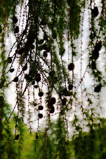 Pine Cones von Bianca Baker