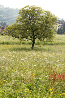 Lonely Tree von Bianca Baker