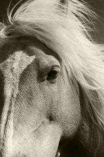 Haflinger  -  Horse by ropo13