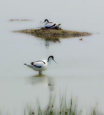 Avocets von ian hufton