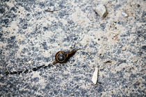 Snail by Bianca Baker
