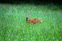 Latvian Deer von Bianca Baker