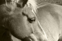 Haflinger  -  Horse von ropo13