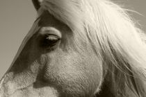 Haflinger -  Horse by ropo13