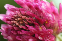 Wiesen Klee  -  Red Clover by ropo13