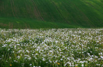 Frühlingswiesen von Wolfgang Dufner