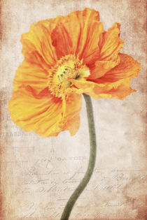 Bella orange von AD DESIGN Photo + PhotoArt