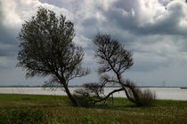 Bäume im Sturm - Trees in the Storm von ropo13