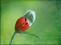 Mohn - My Fascinator von Helga Sevecke