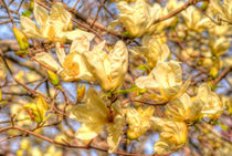 Yellow magnolias von Maks Erlikh