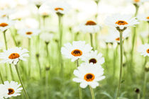 Spring Meadow - Frühlings Wiese by Tobias Pfau