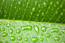 Wassertropfen, Waterdrop - Fresh green leaf  by Tobias Pfau
