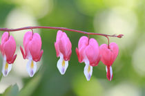 Heart Flowers by Tobias Pfau