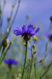 Wildblumen II by Tanja Riedel