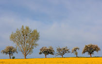 Blütenlandschaft von Wolfgang Dufner