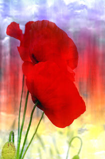 Mohn Fantasie by Tanja Riedel