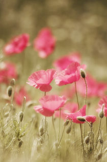 rosa Mohn Art von Tanja Riedel