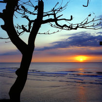 tree and sunset von Vsevolod  Vlasenko