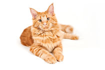 Maine Coon Cat von holka