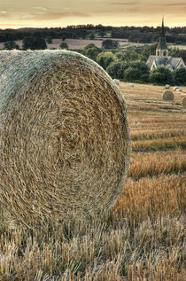 Harvest Time by Martin Williams