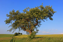 Sommerlandschaft by Wolfgang Dufner