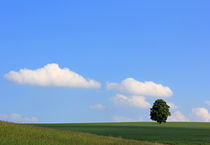 Linde im Feld von Wolfgang Dufner