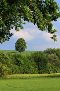 Linde im Feld by Wolfgang Dufner