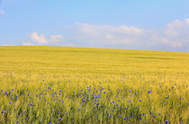 Gerstefeld mit Kornblumen von Wolfgang Dufner