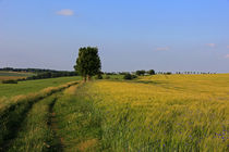 Weg durch den Sommer by Wolfgang Dufner