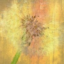 Soft Dandelion Poster  von Julia Delgado