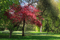 Frühling im Park von Wolfgang Dufner