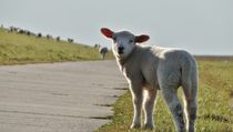 Little sheep going his way by Julia Delgado