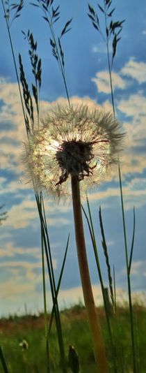 Pusteblume im Gegenlicht von Julia Delgado