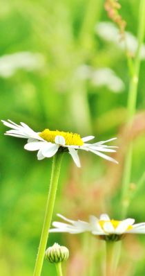 Frühling von Julia Delgado