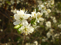 Spring Blossom  by Sarah Couzens
