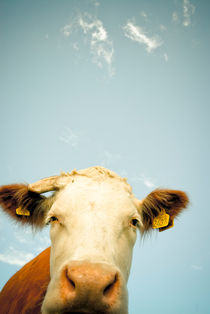 Curious Cow von Lars Hallstrom
