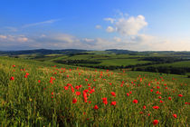 Wo die Mohblumen blühen by Wolfgang Dufner