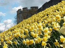 Wall of Flowers von Robert Gipson