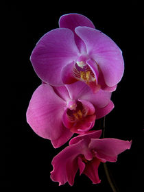 Phalaenopsis Orchid by Robert Gipson