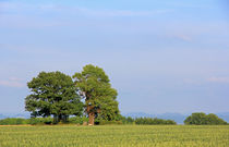 Bäume im Feld von Wolfgang Dufner