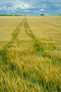 Field and clouds by Lars Hallstrom