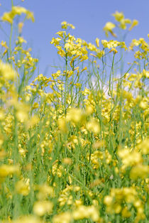 Brassica napus by Lars Hallstrom