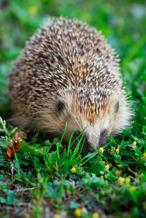 Hedgehog von Lars Hallstrom