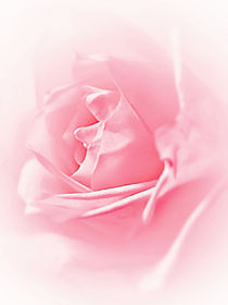 Portrait Of A Rose by Amanda Finan
