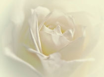Soft White Rose von Amanda Finan