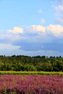 Sommerfelder von Wolfgang Dufner